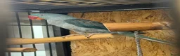 Parrots birds for sale: Blue male and female alexandrine for sale - Advert 4
