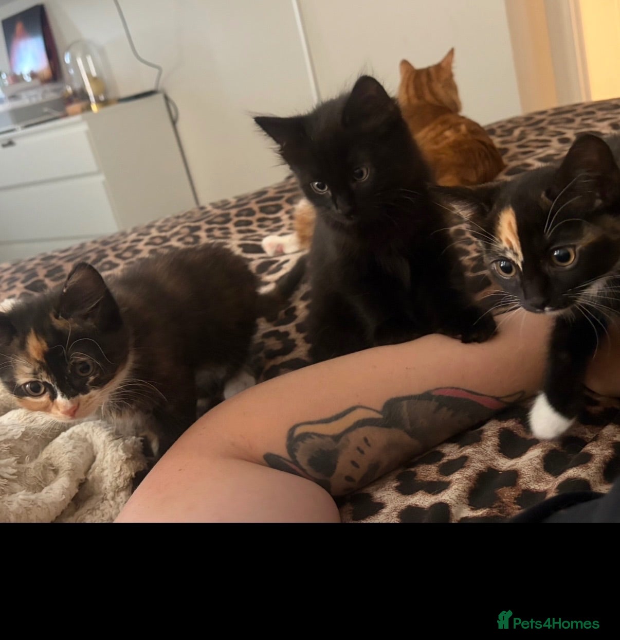 Mixed Breed cats Half ragdoll kittens  - Advert 1