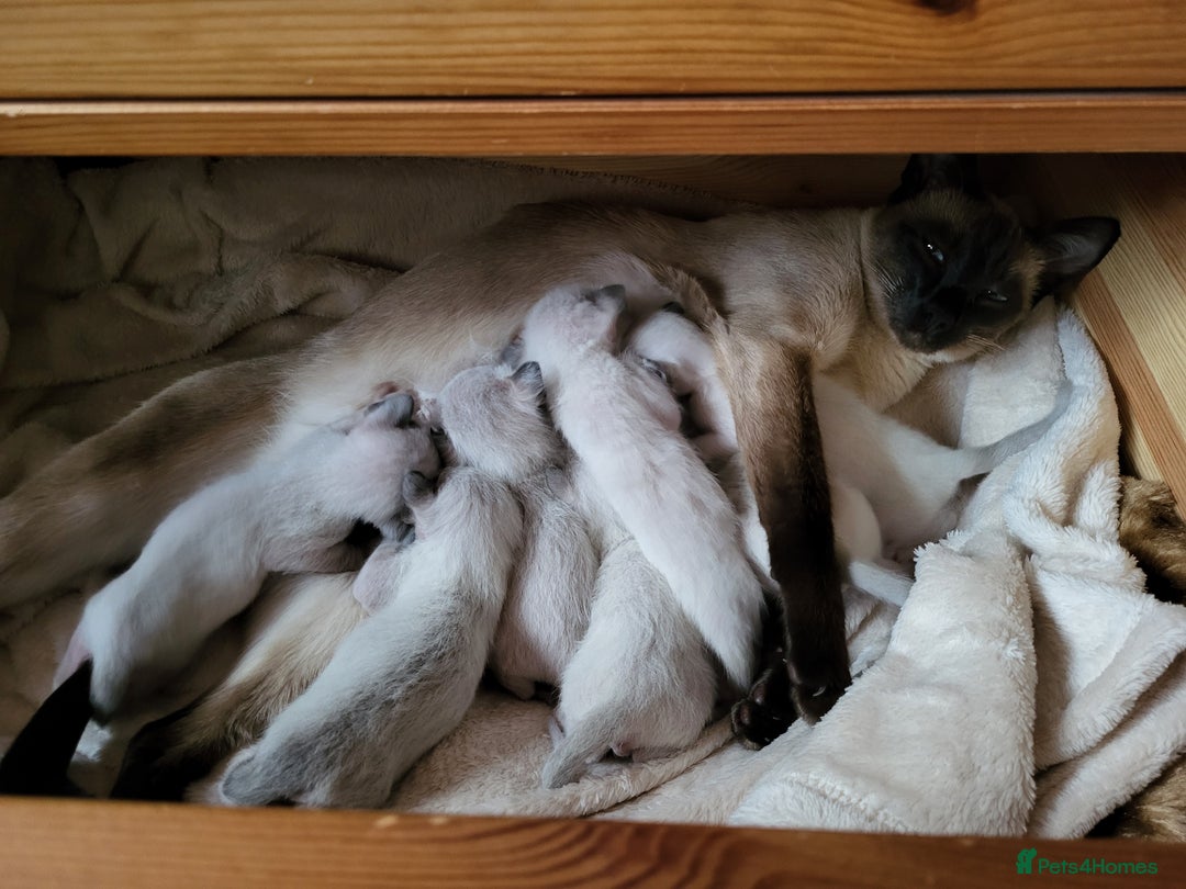 Siamese cats for sale: Old Style Siamese Kittens. Raised with love & care - Image 20