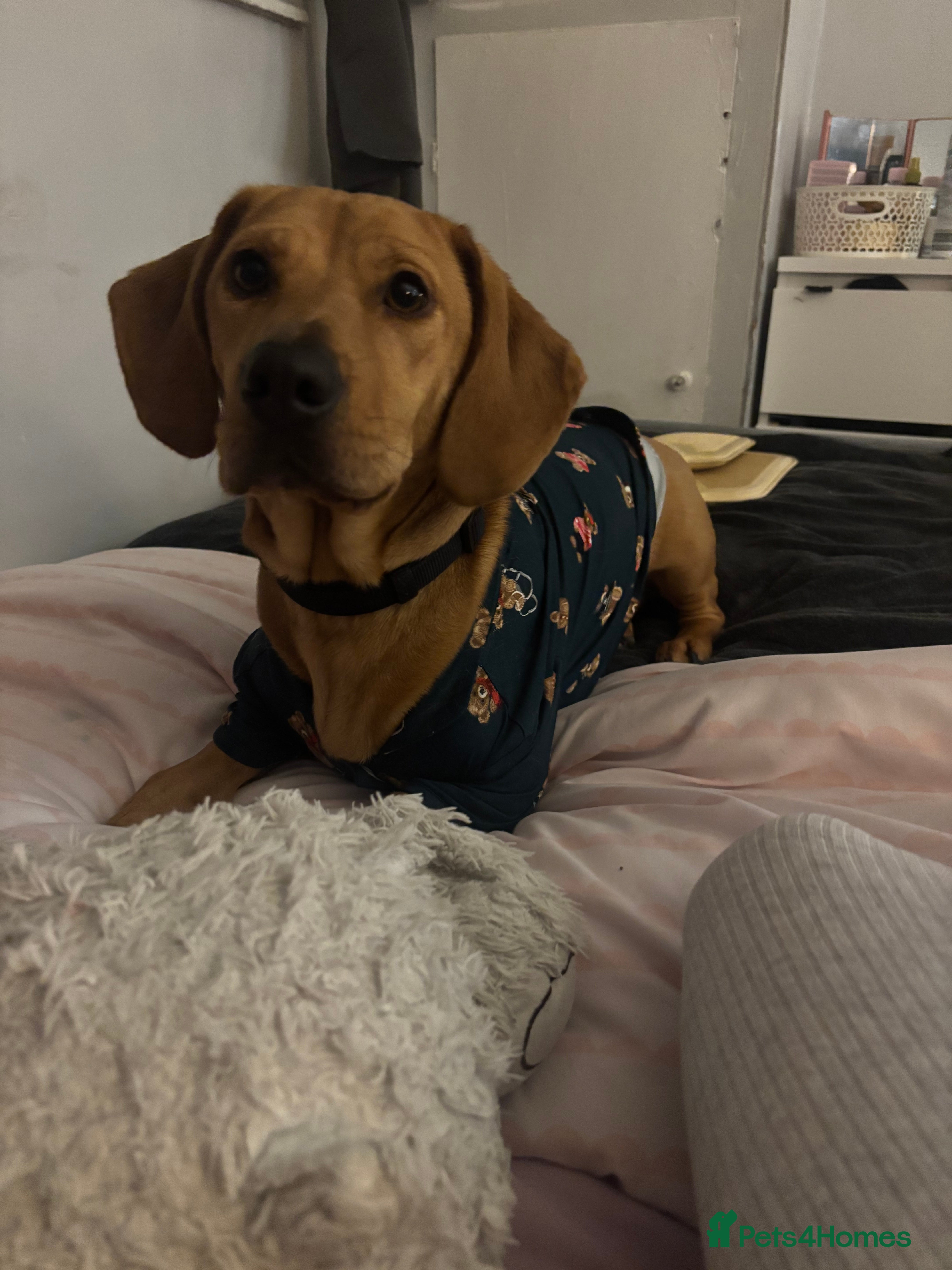 Mixed Breed dogs Heaven  - Advert 1