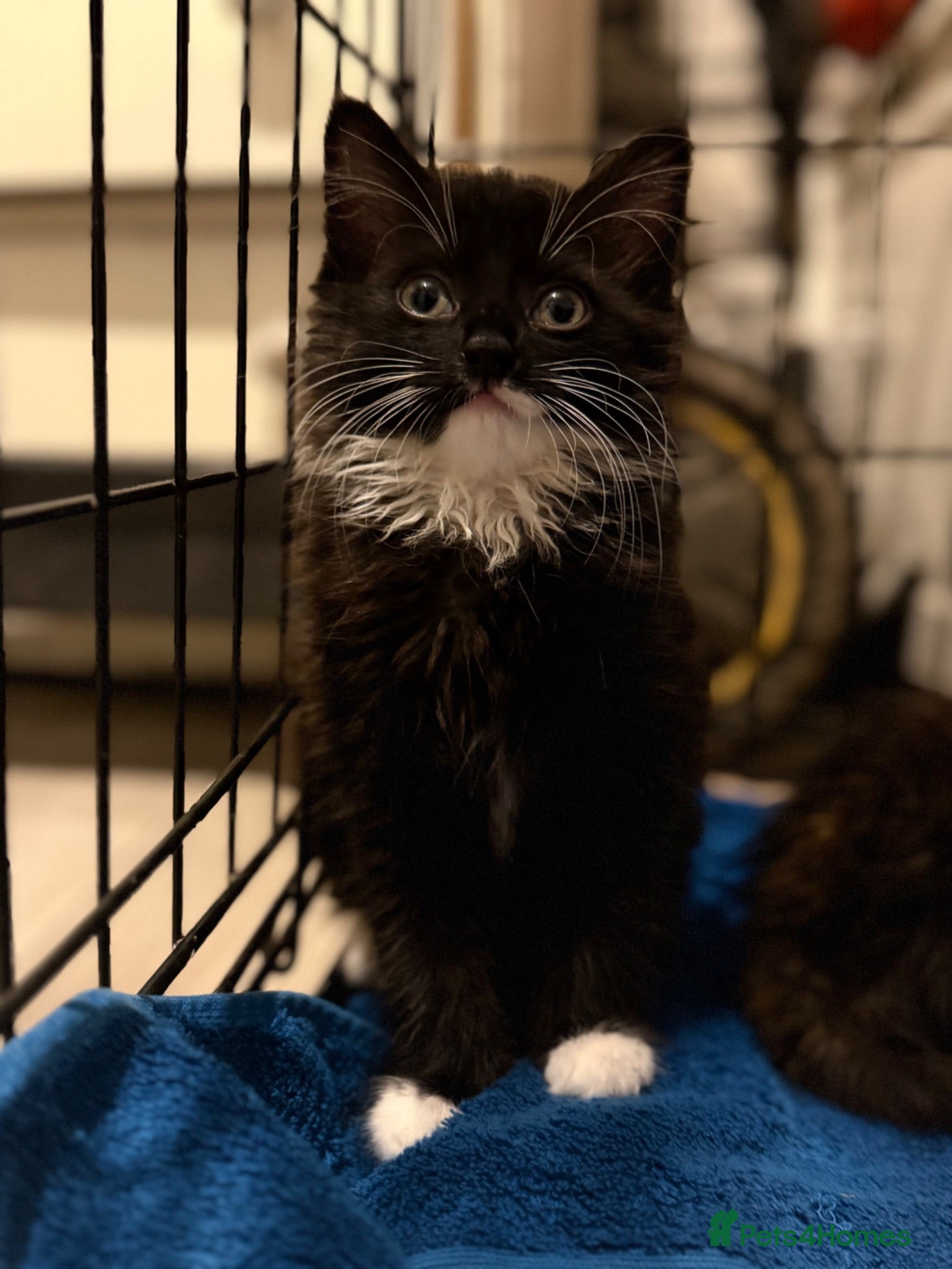 Mixed Breed cats Female kitten  - Advert 6