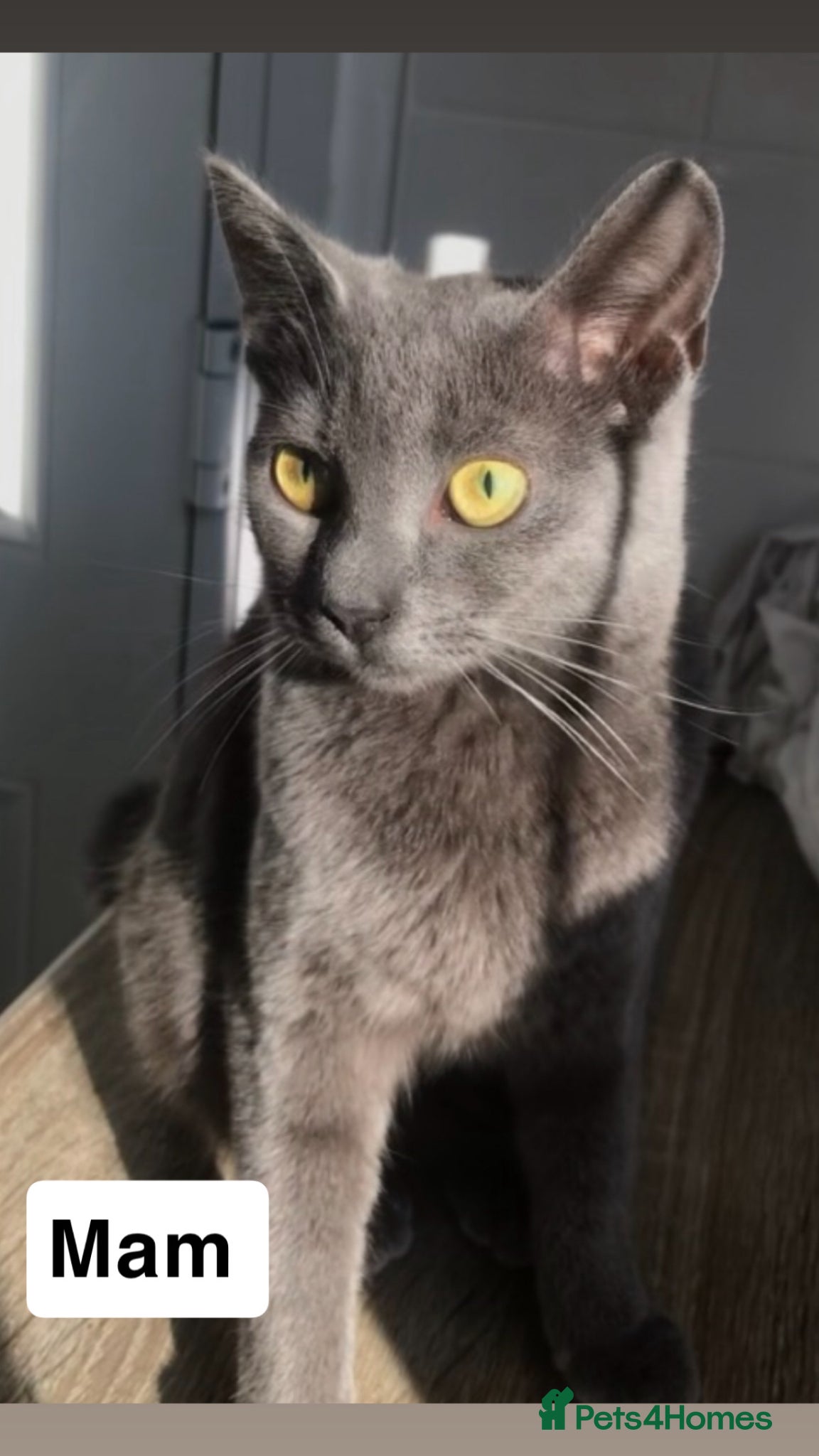 Mixed Breed cats 🐾 Adorable Male Kittens Looking for Loving Homes  - Advert 1