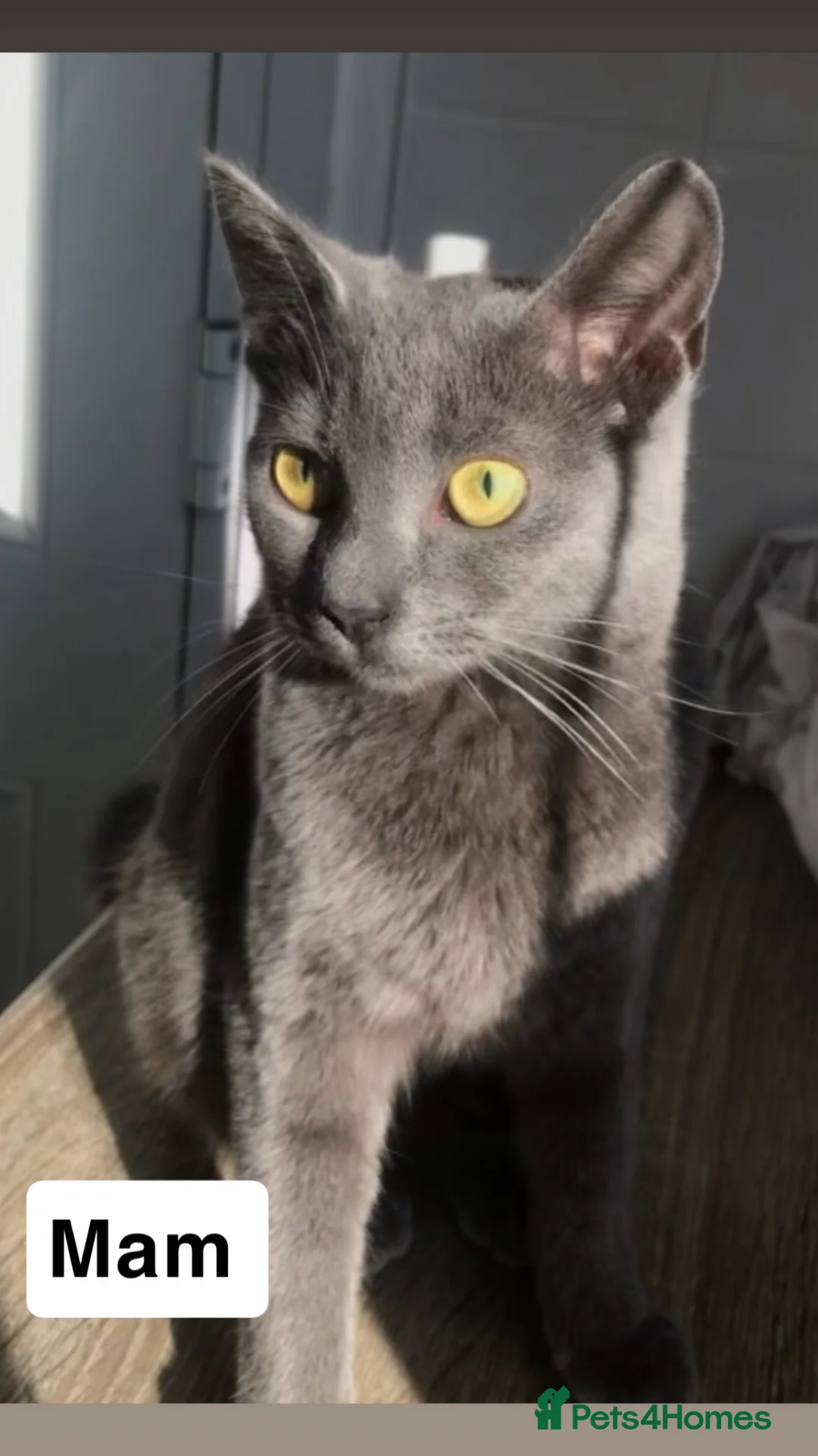 Mixed Breed cats for sale: 🐾 Adorable Male Kittens Looking for Loving Homes  - Advert 1