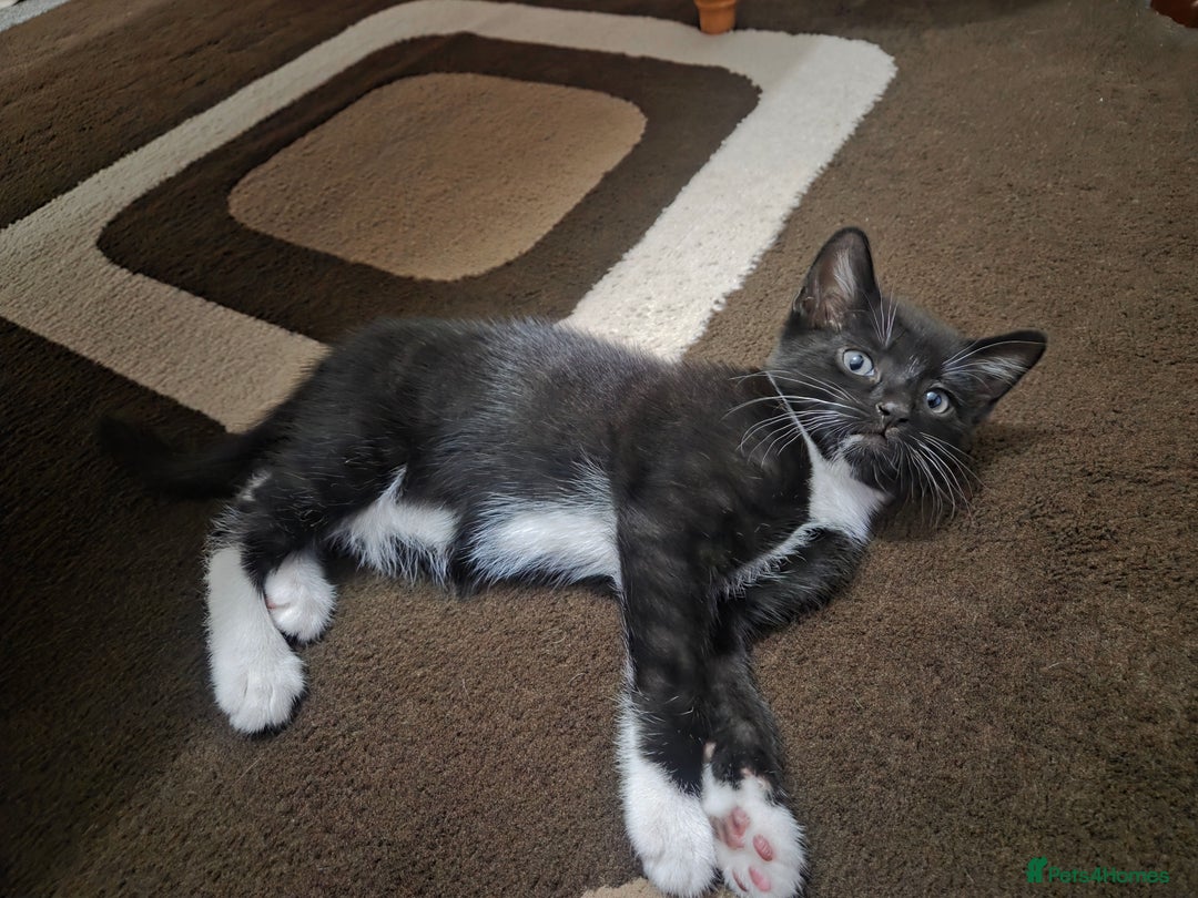 Domestic Shorthair cats for sale: Domestic Short-hair Male cats - Image 3