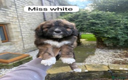 Saint Bernard dogs for sale: Outstanding Mini Saint Bernadoodle Puppies - Image 22
