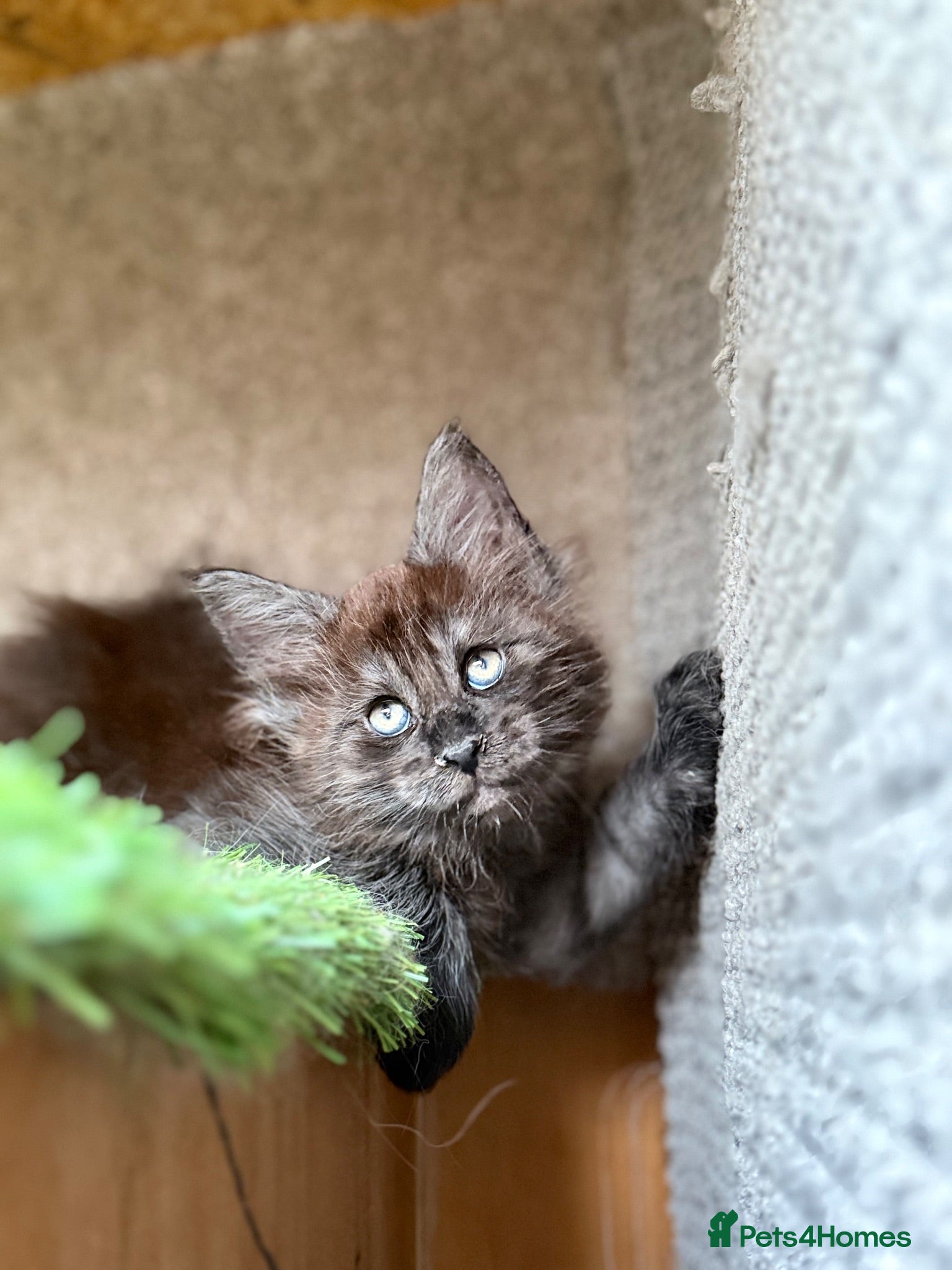 Maine Coon cats Black Smoke TICA Maine Coons - Advert 2