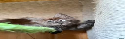 Maine Coon cats for sale: Baby Black Smoke TICA Maine Coon Kittens - Advert 19