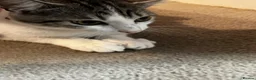 Mixed Breed cats for sale: 2 6monyh old kittens in Ayr - Advert 7