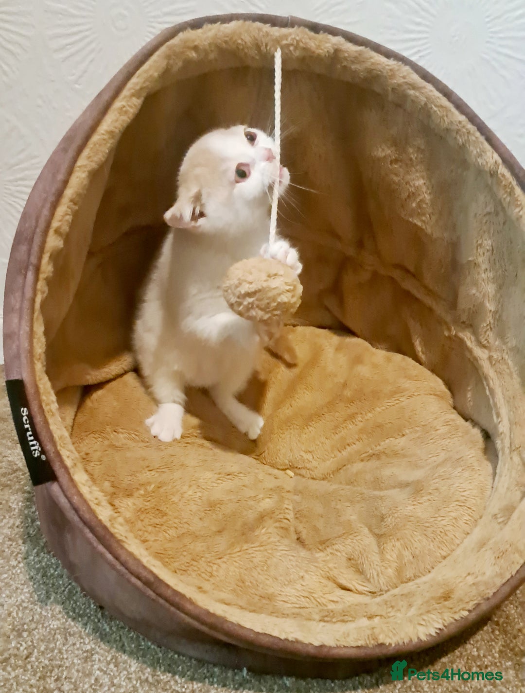 British Shorthair cats for sale: British Shorthair Cream and White Harlequin Male - Image 3