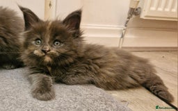 Maine Coon cats for sale: BEAUTIFUL FLUFFY BABIES  - Image 7
