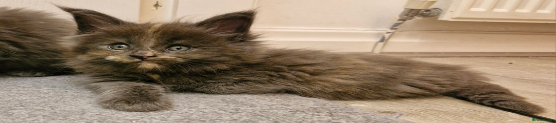 Maine Coon Kitten 4