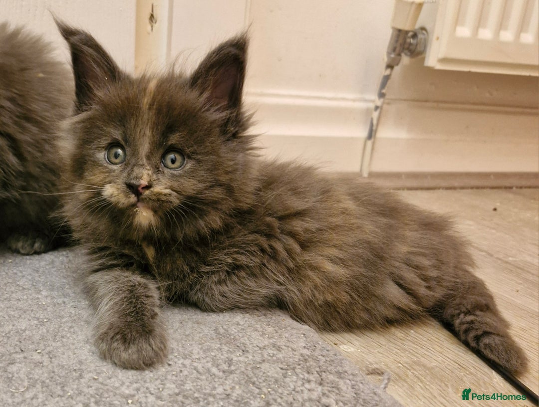 Maine Coon cats for sale: BEAUTIFUL FLUFFY BABIES  - Image 7