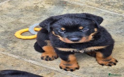 Rottweiler dogs for sale: Rottweiler Puppies in Great Yarmouth - Image 31