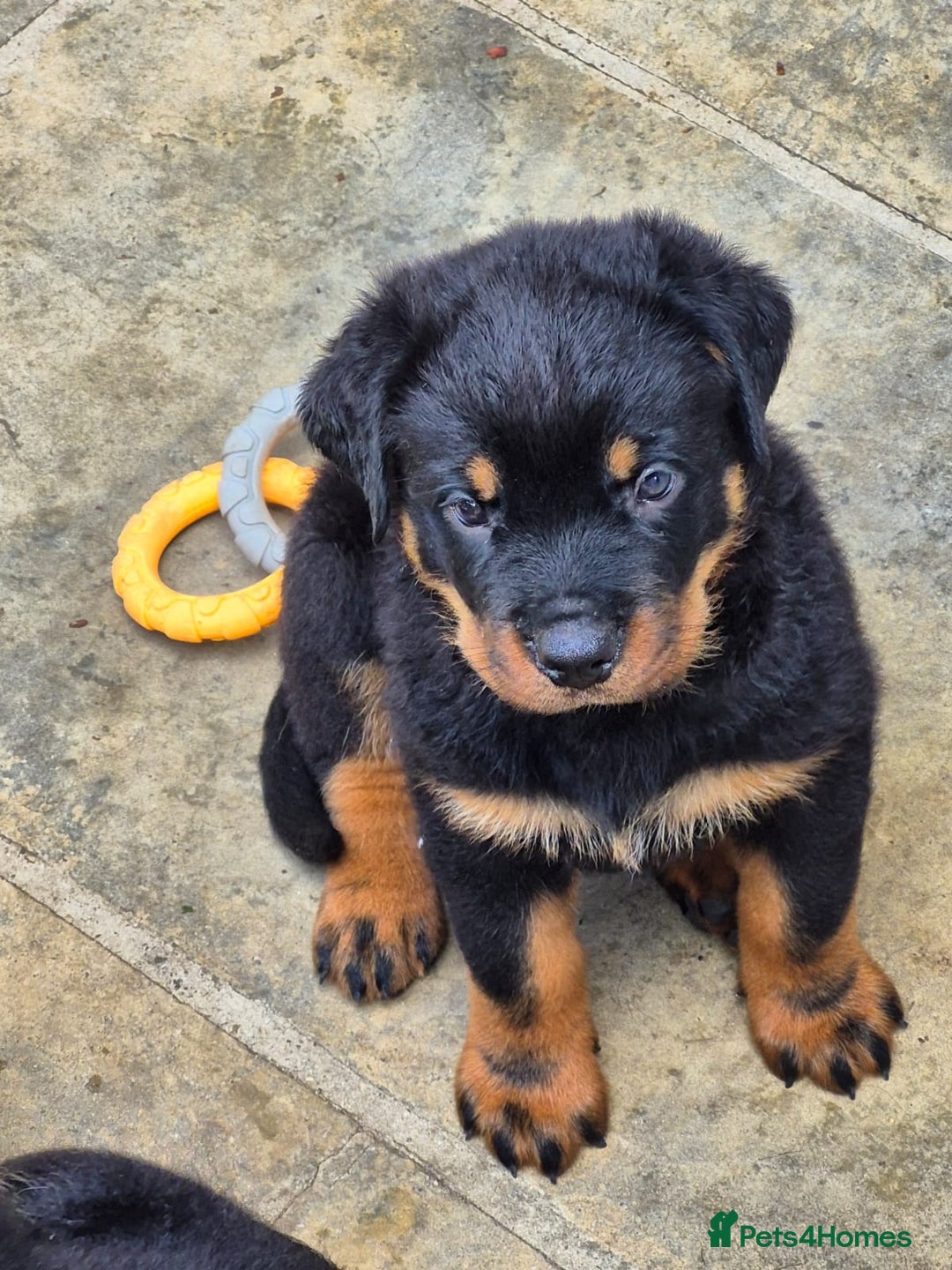 Rottweiler dogs for sale: Rottweiler Puppies in Great Yarmouth - Image 31