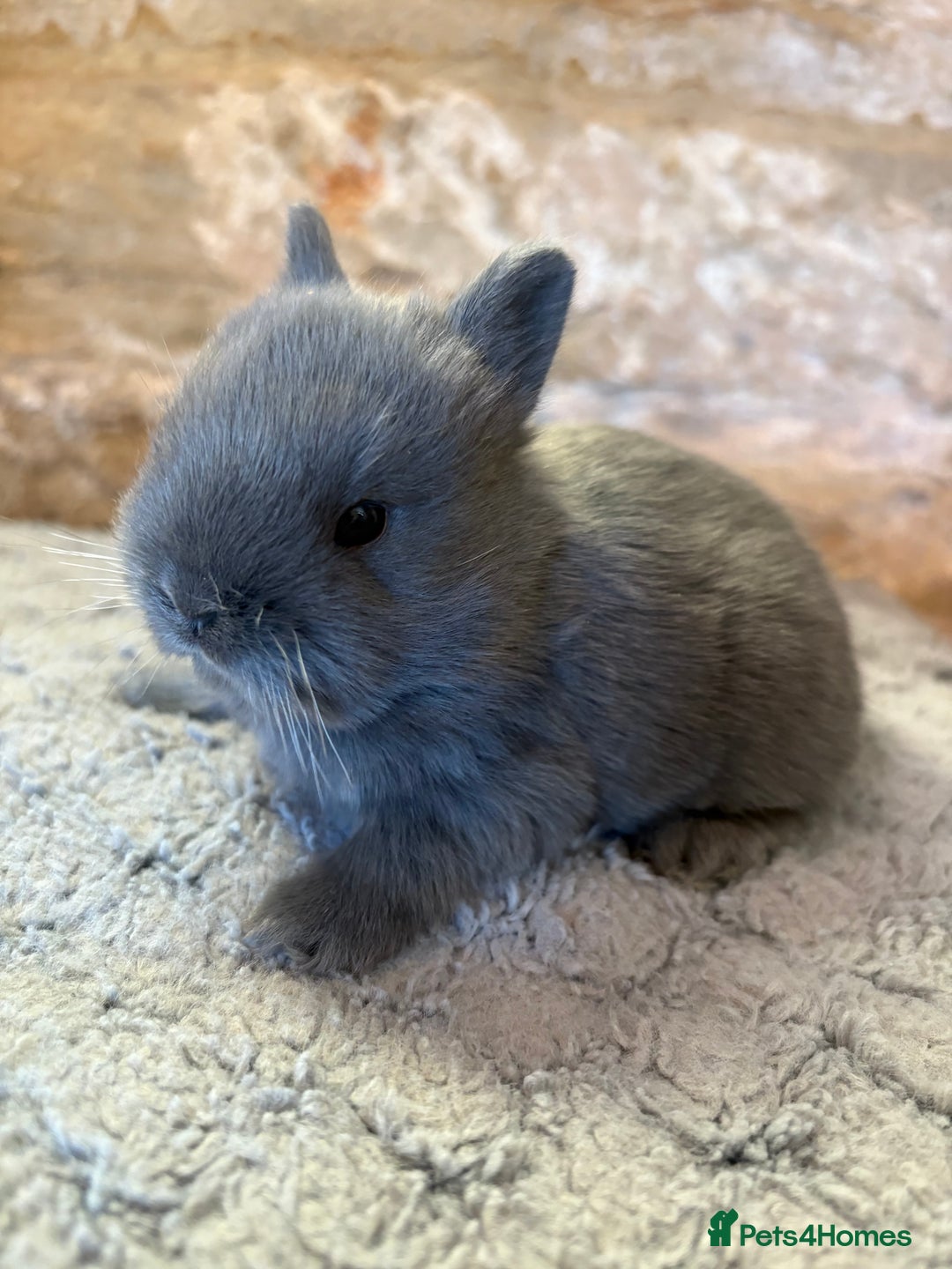 Netherland Dwarf rabbits for sale: Sweet Blue Netherland dwarf bunnies - Advert 3