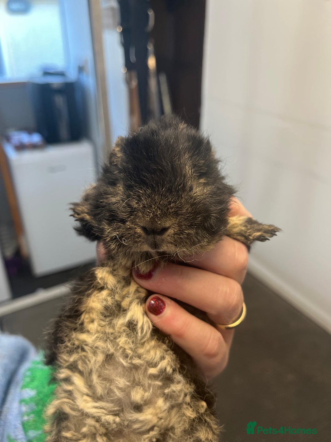 Guinea Pig rodents for sale: Pure bred guinea pigs looking for new homes - Advert 6