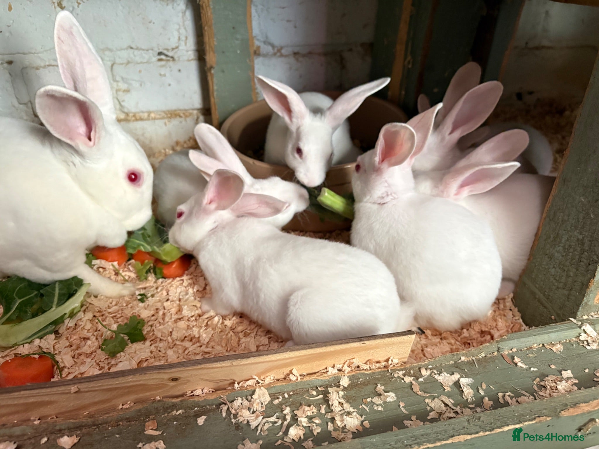 Rex rabbits Ermine rex 6 available  - Advert 1