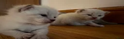 Scottish Fold cats for sale: Baby mix scotish fold🌸🐈❤️ in Chatham - Advert 5