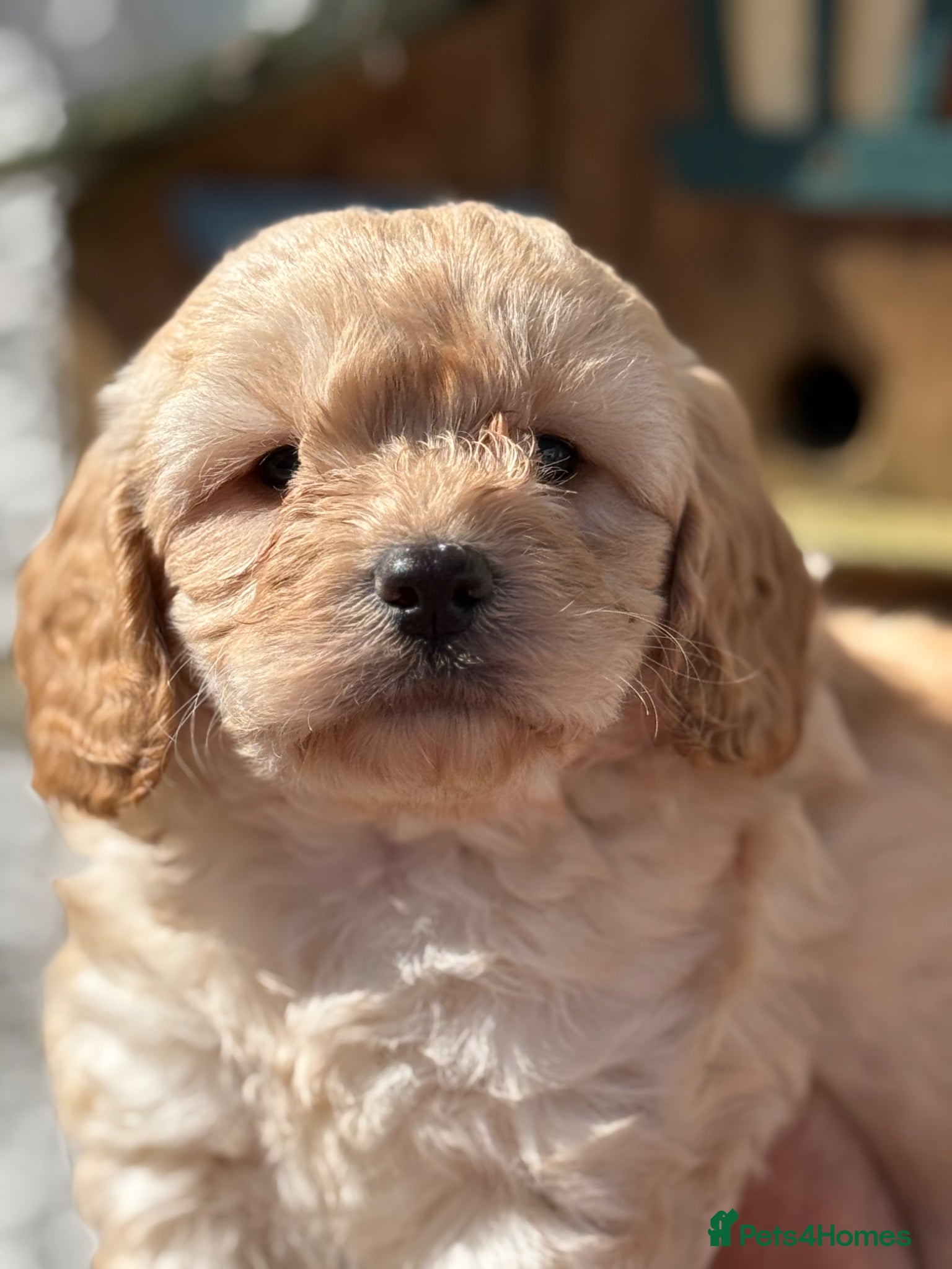 Cockapoo dogs for sale: READY. NOW Stunning F1 Cockapoo Boy  - Advert 9