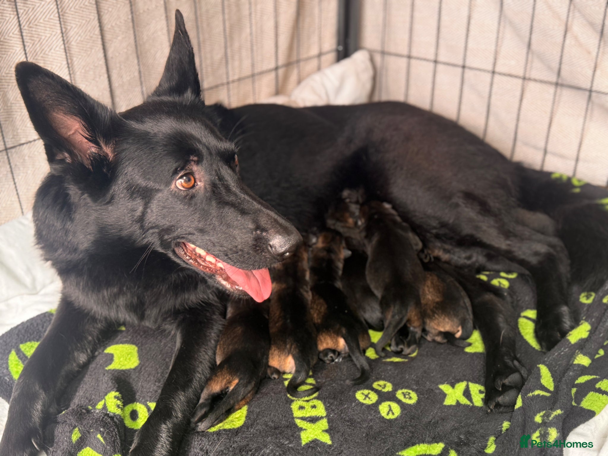 German Shepherd dogs 🐾 German Shepherd Puppies – Due Late May 2026 - Advert 17