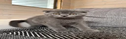 Scottish Fold cats for sale: Only Scottish fold girl left ❣️ - Advert 3