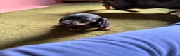 Dachshund dogs for sale: Standard kc Dachshund puppys  in Halifax - Advert 8