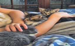 Mixed Breed cats for sale: Beautiful fluffy kittens - Image 9