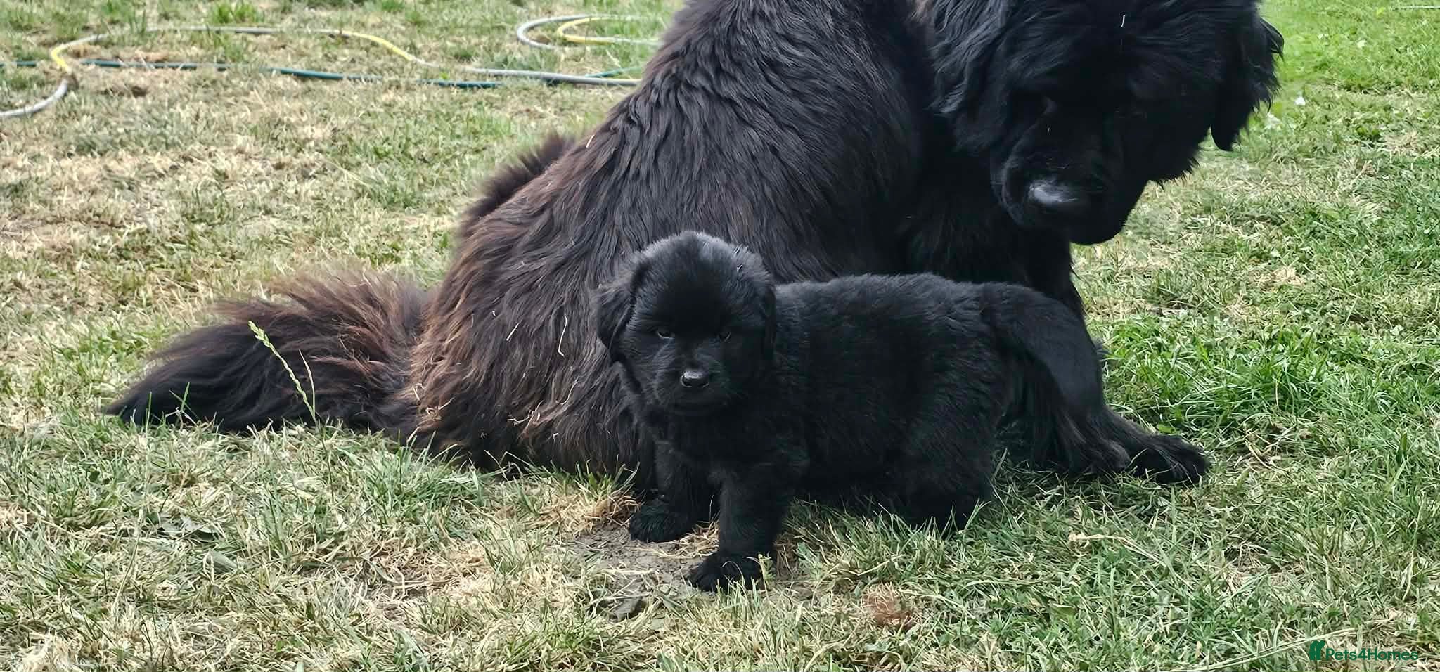 Newfoundland dogs *One Pup Left* KC Registered Gorgeous Puppies!! - Advert 3