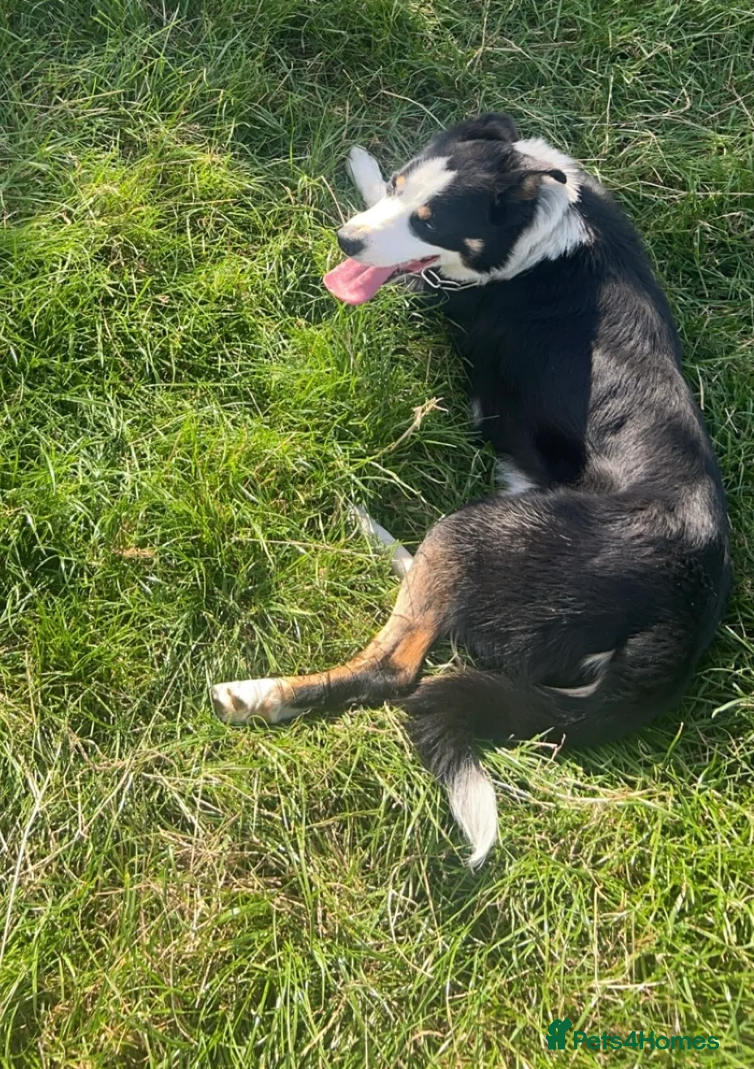 Border Collie dogs for sale: Todd - 4 yr Old Border Collie in Northallerton - Advert 2