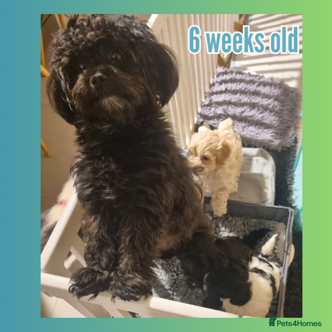 Maltipoo dogs for sale: Family-Raised F2 Toy Maltipoos✨DNA Clear✨Pedigree - Advert 6