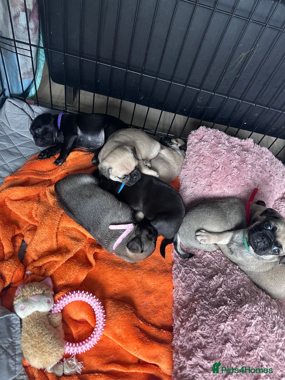Pug dogs for sale: Pug puppies for sale  - Image 1