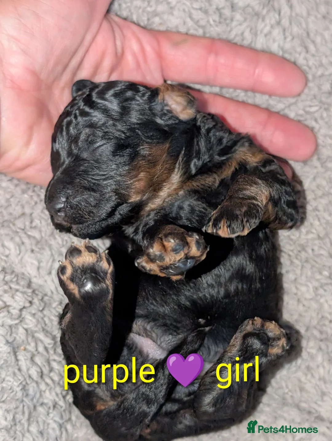 Miniature Poodle dogs for sale: Beautiful puppies  - Advert 27