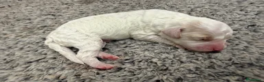 Cockapoo 4