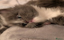 Maine Coon cats for sale: 3 maine coon cross kittens  - Image 3
