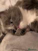 Maine Coon cats - Advert 9