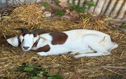 Goats livestock for sale: 1 year old boar goat castrated  - Image 6