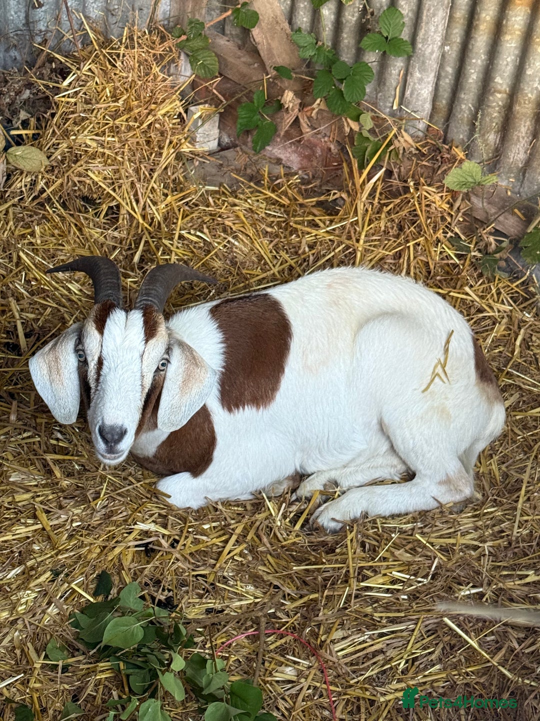 Goats livestock for sale: 1 year old boar goat castrated  - Image 6
