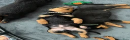 Rottweiler dogs for sale: Pure Breed Rottweiler  - Advert 9