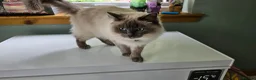 Ragdoll cats for sale: Retired Queen Peach Gccf registered - Advert 5
