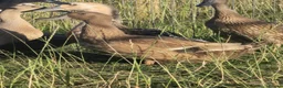 Ducks poultry for sale:  Ducklings Indian Runner Khaki Campbell Appleyard - Advert 4