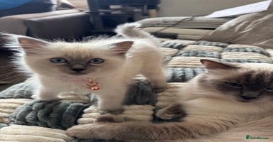 Ragdoll cats - Advert 12