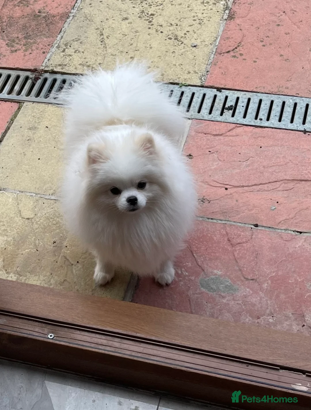 Pomeranian dogs for sale: Amazing pure white KC puppies looking for lovely🏠 - Advert 2