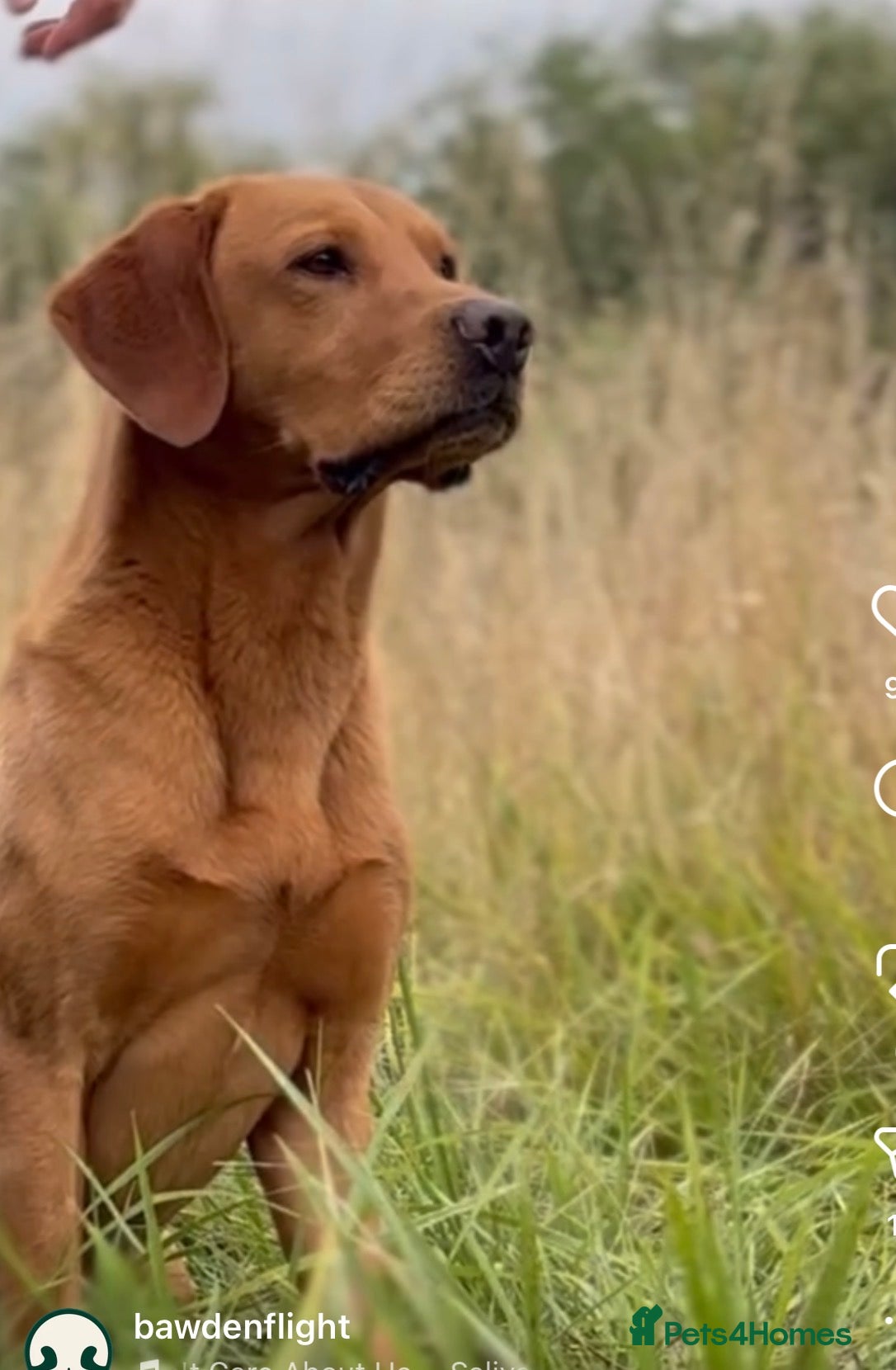 Labrador Retriever dogs for sale: KC Registered Labrador Puppies   in Andover - Advert 2