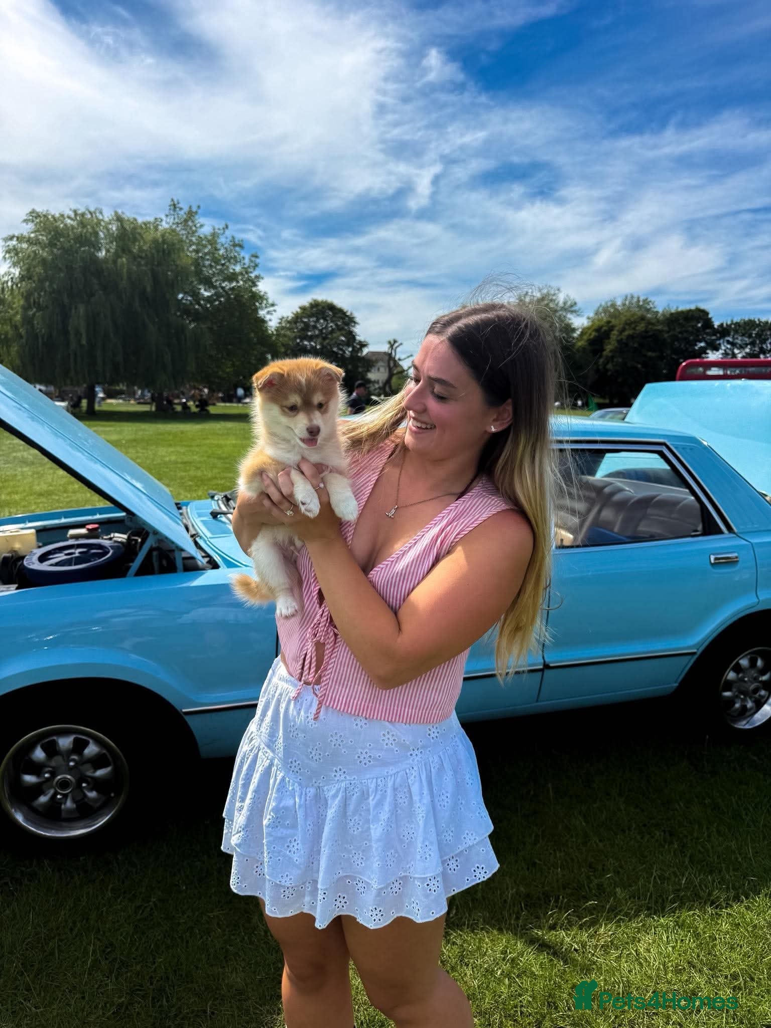 Pomsky dogs STUNNING POMSKY PUPPIES  - Advert 2