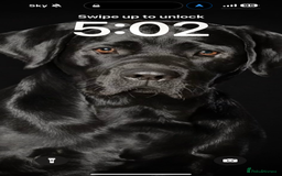 Labrador Retriever dogs for stud: One-Off Stud Opportunity. KC checked & registered - Image 2