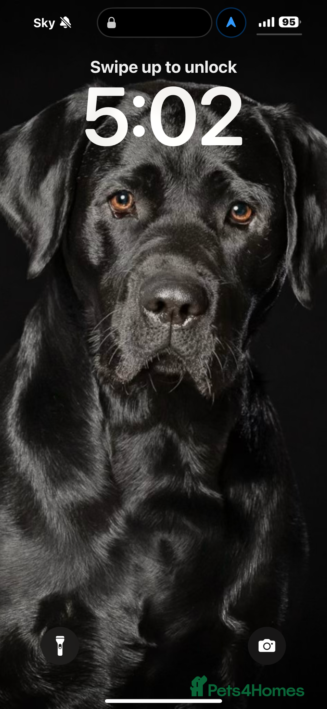 Labrador Retriever dogs for stud: One-Off Stud Opportunity. KC checked & registered - Image 2