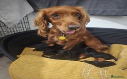 Sprocker dogs for sale: F1 sprockers 4 boys 3 girls - Image 18