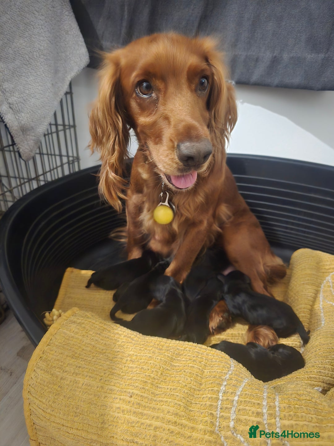 Sprocker dogs for sale: F1 sprockers 4 boys 3 girls - Image 18