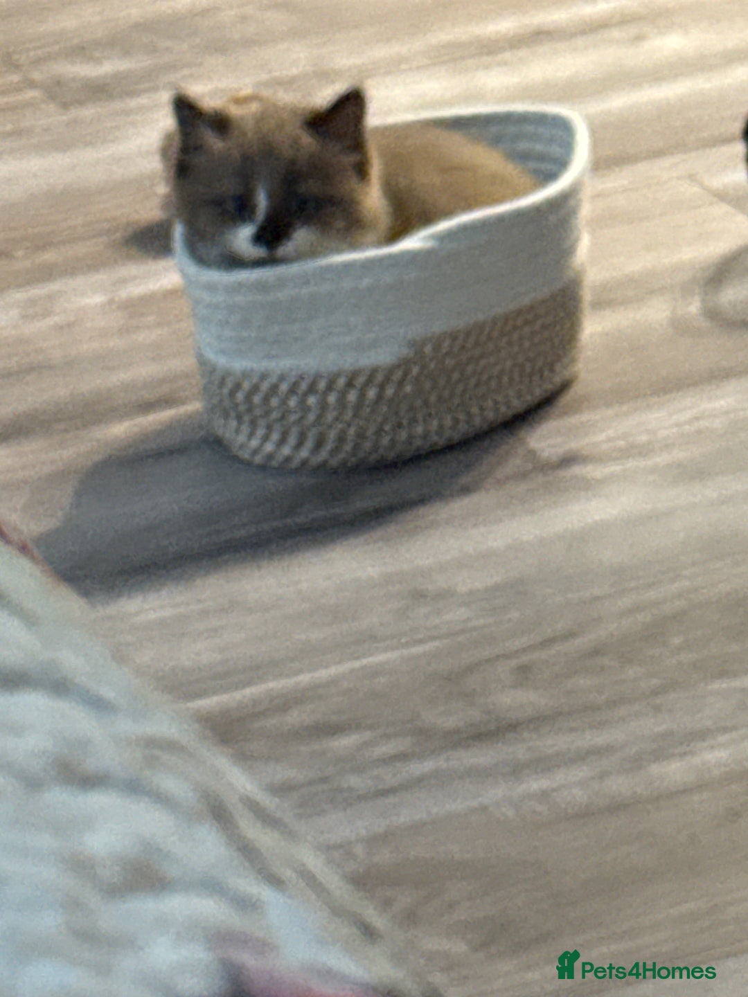 Mixed Breed cats for sale: Loved Kitten Looking for a Forever Home - Advert 7