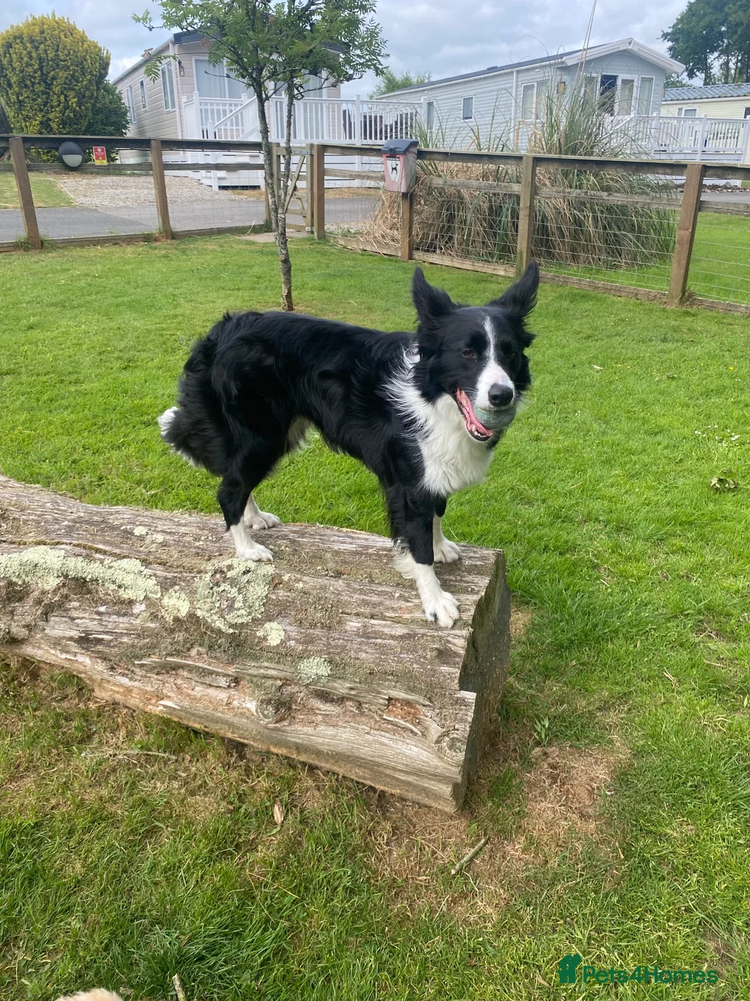 Border Collie dogs for sale: Maggie in Stoke-on-Trent - Advert 1